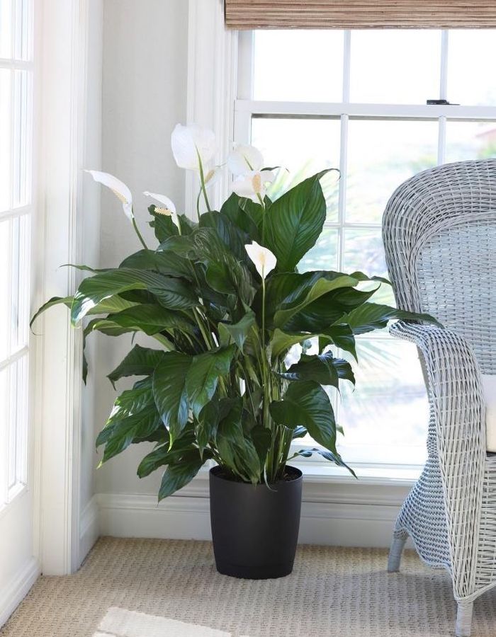 Peace Lily plant in a pot indoors next to a sofa.